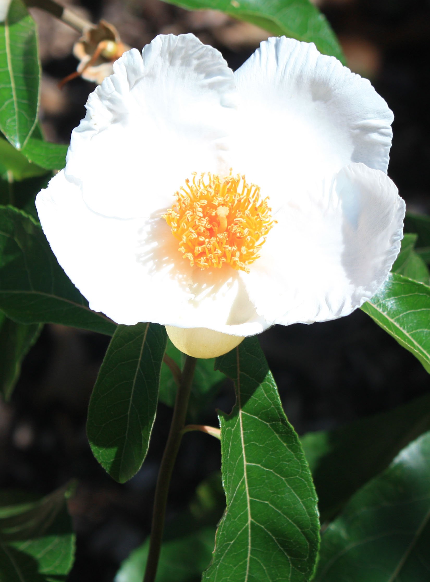 Franklinia alatamaha 076a