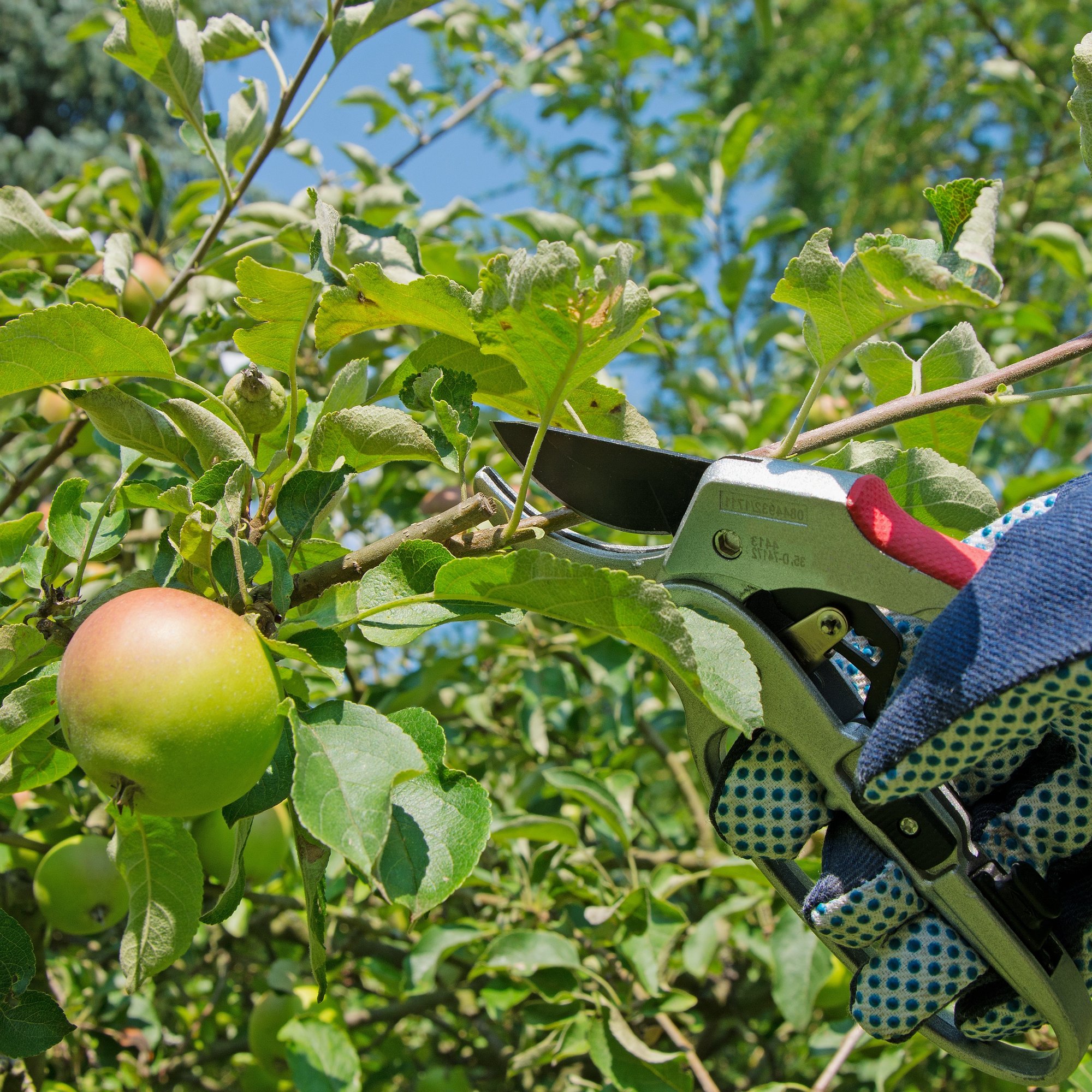 Fruit Pruning STOCK_ SQUARE