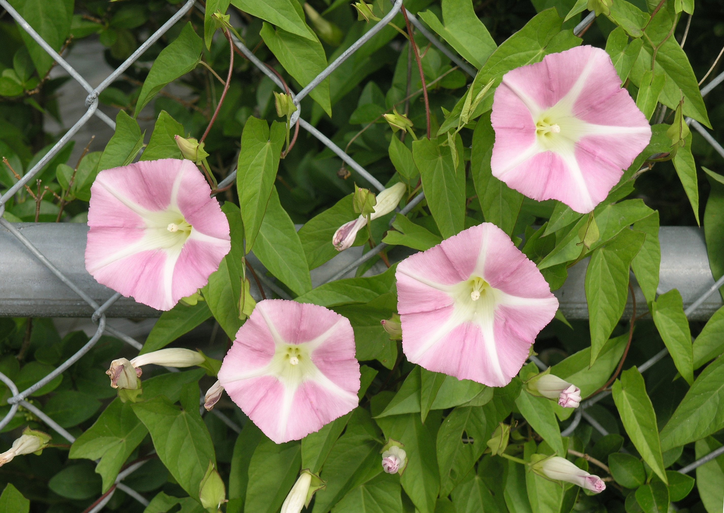 Hedge bindweed on chianlink fence