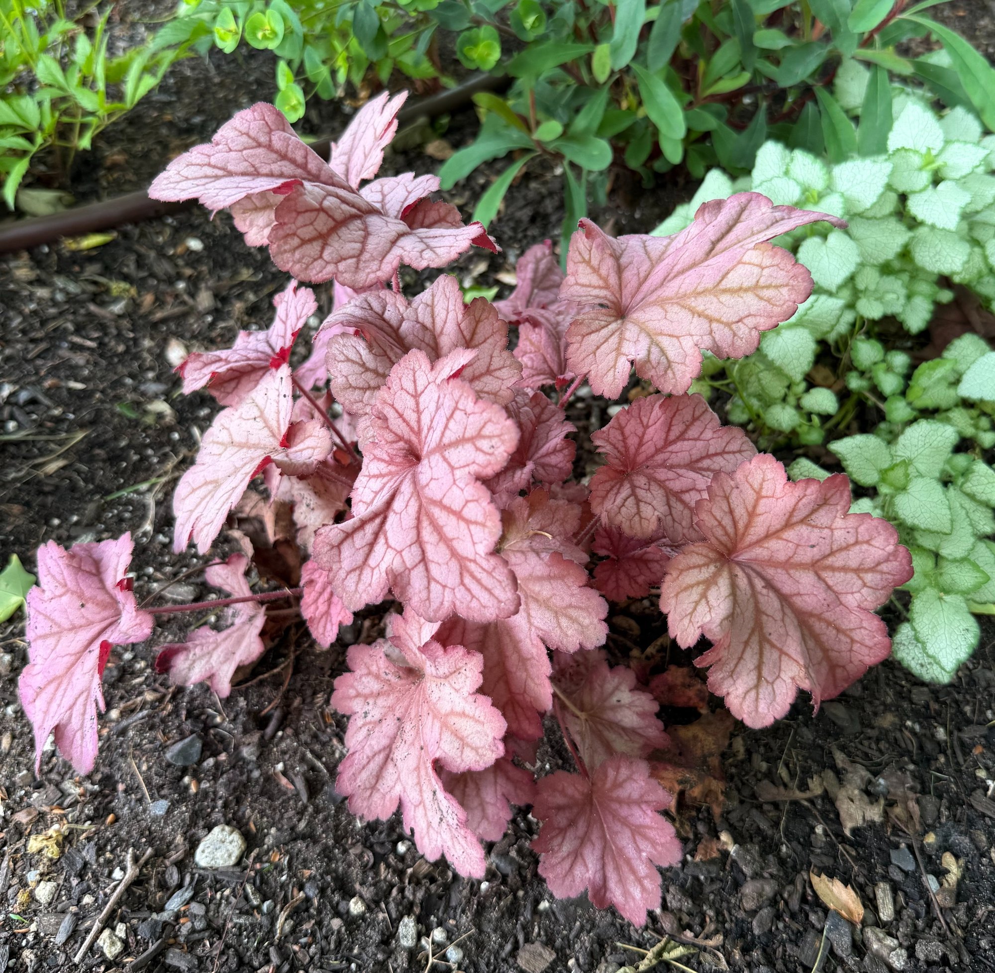 Heuchera Berry Smoothie-1