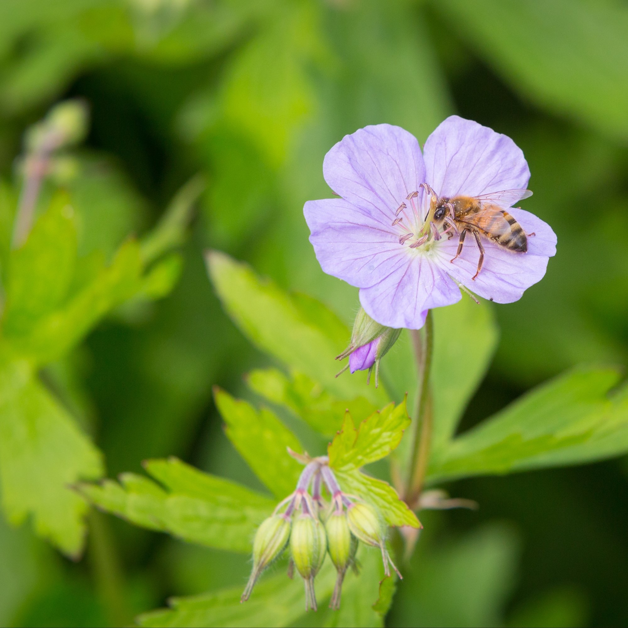 Honey Bee on a flowering Wild geranium, spotted geranium or wood geranium - Geranium maculatum-_STOCK_SQUARE