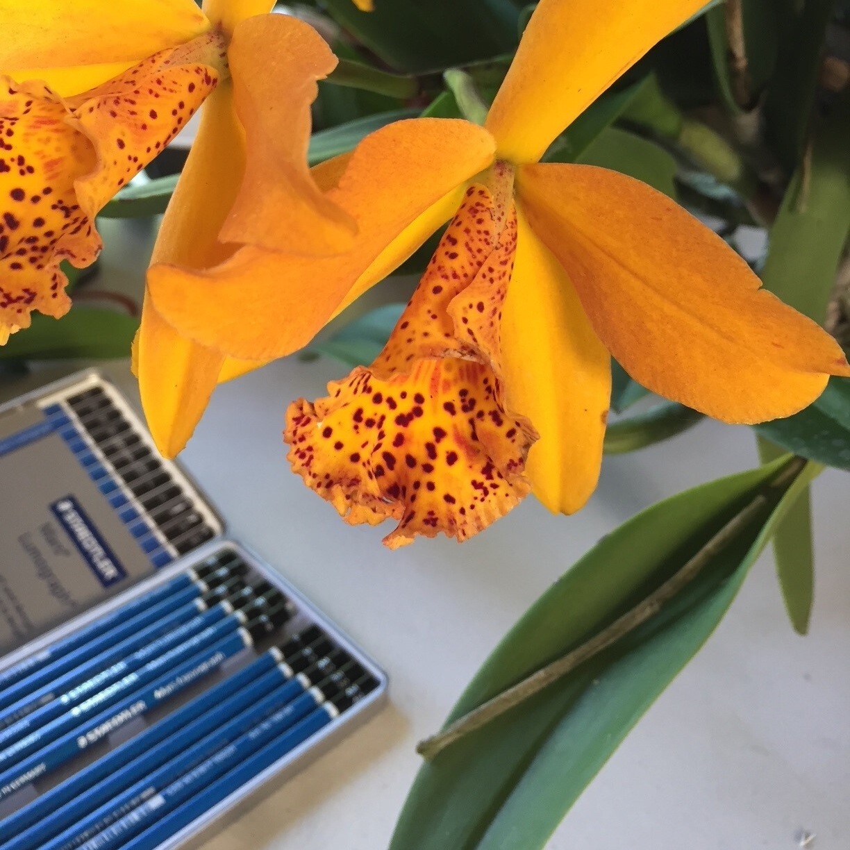 Kampong - orchid_SQUARE