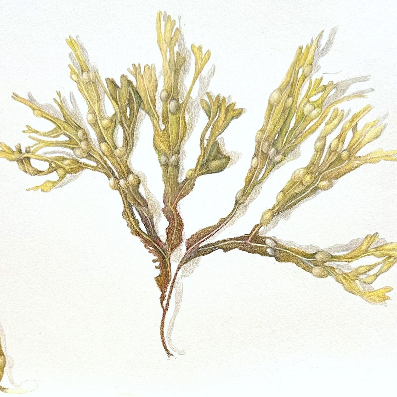 MEIER - image - Seaweed cropped-1