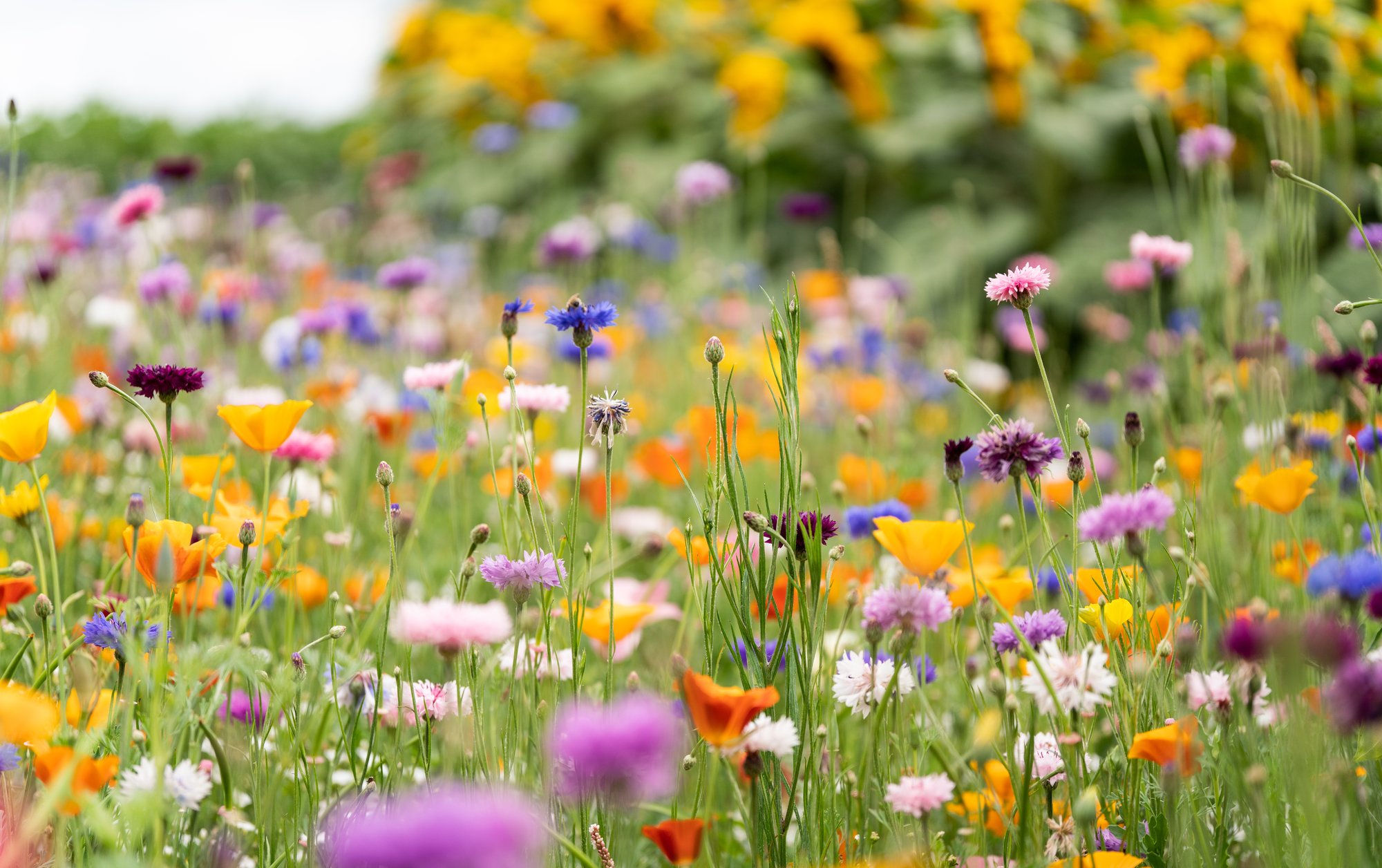 MHS Wildflower Meadow