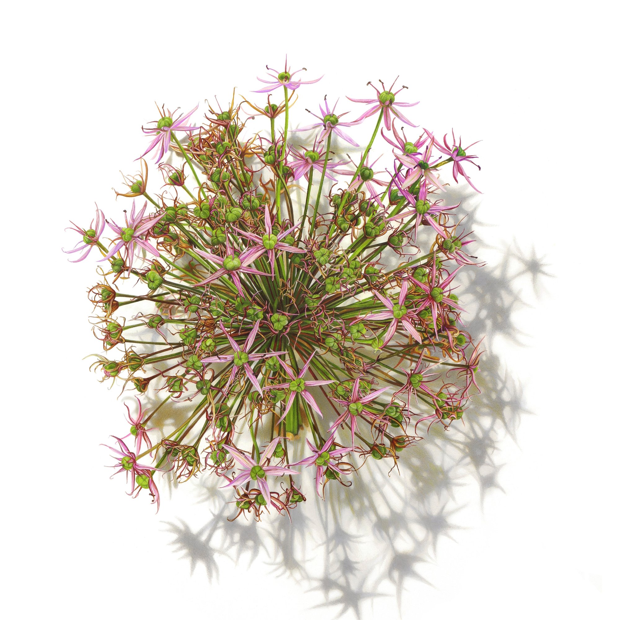 MORRISON - Wild Onion image_SQUARE