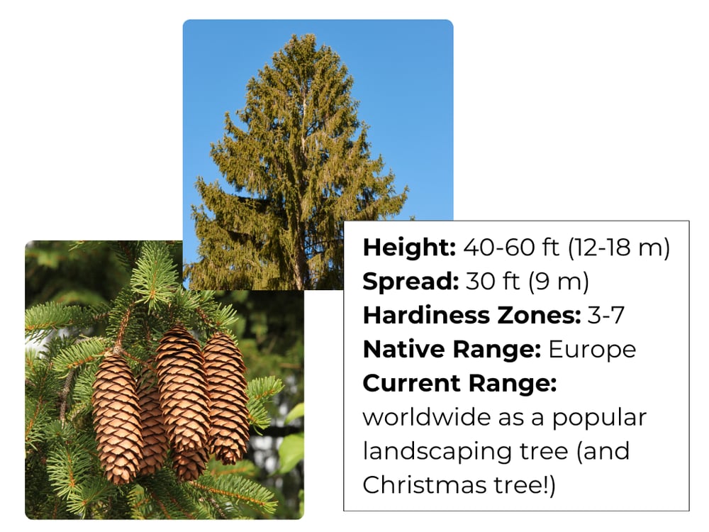 Norway Spruce