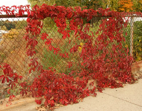 Partenocissus quin. Virginia creeper Watertown