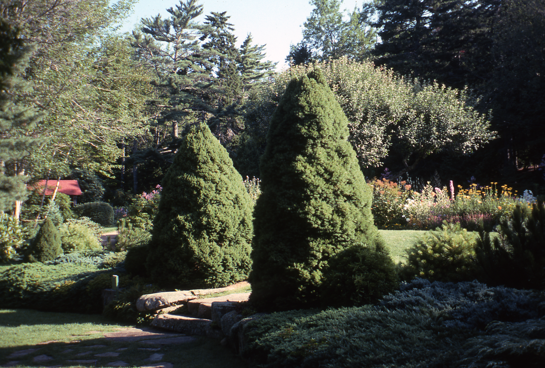 Picea glauca Conica  img573