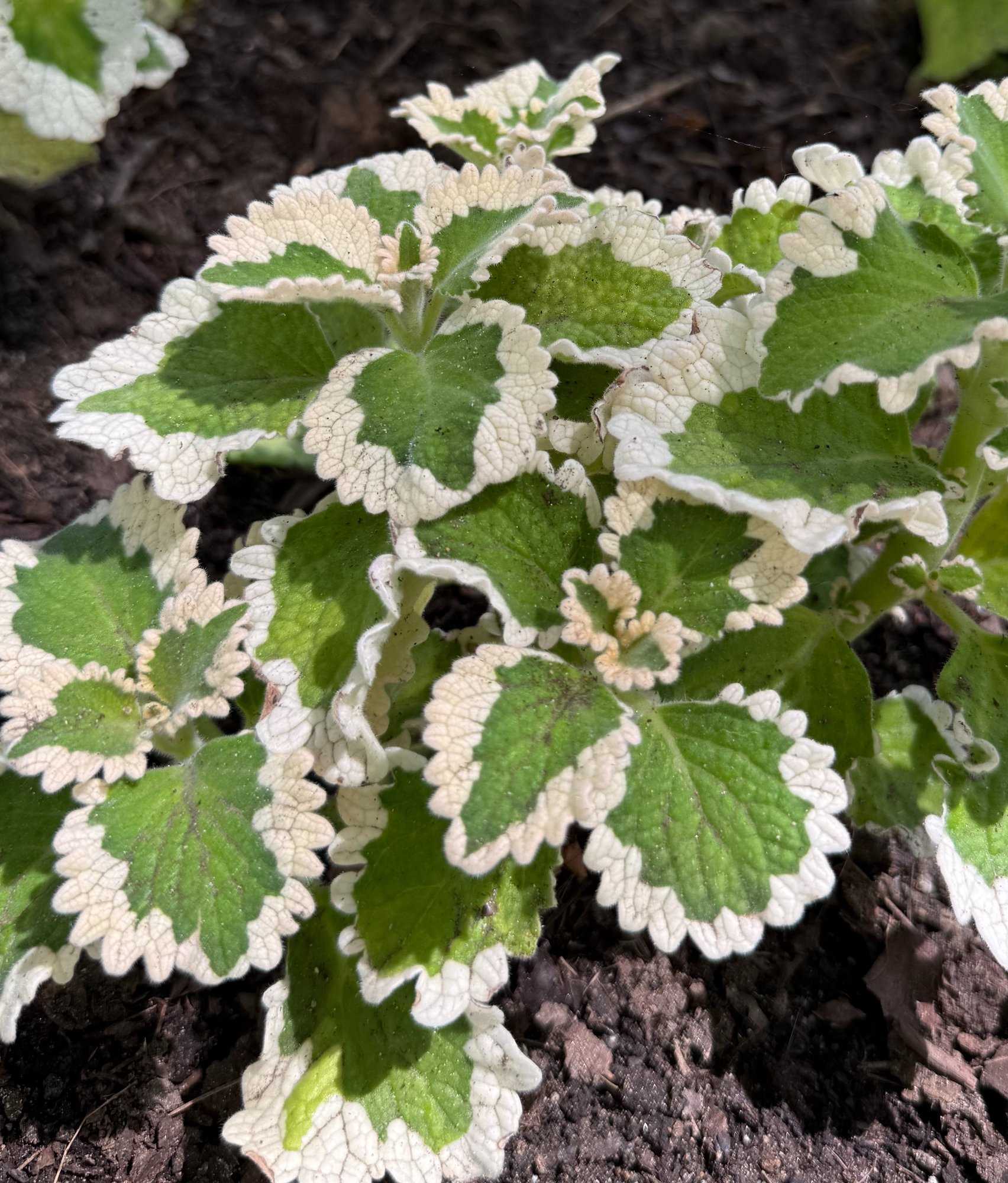 Plectranthus Upright Ciliatus White