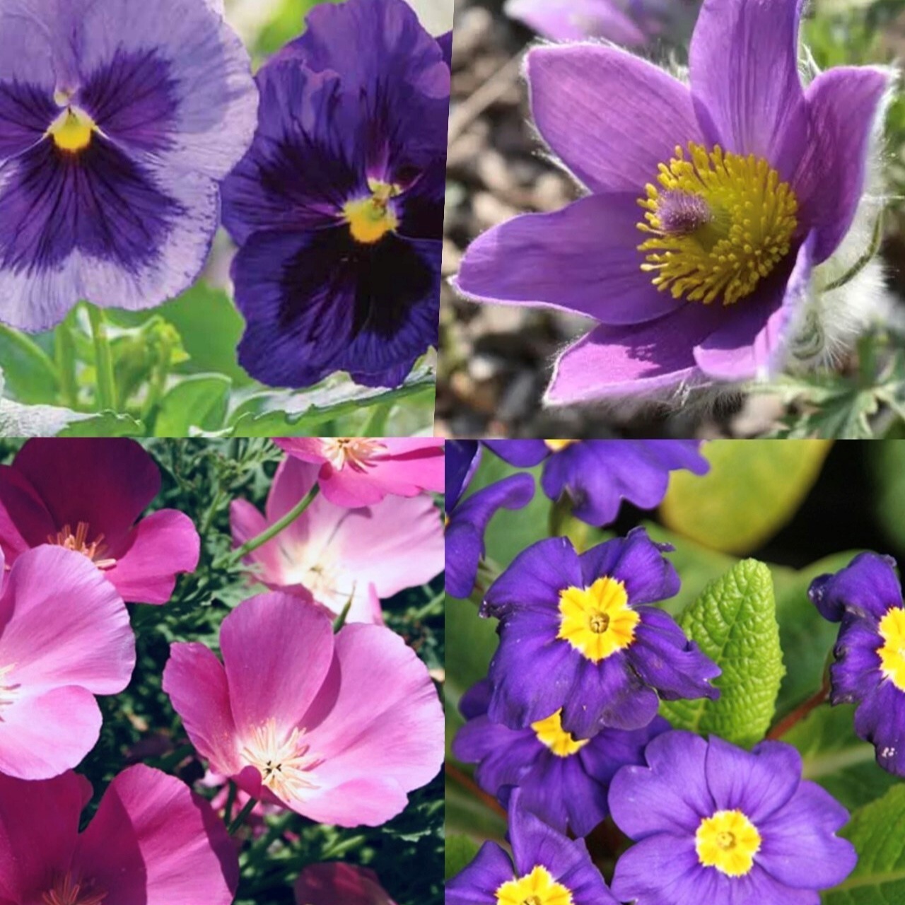 ROCHE Spring Studio Focus image