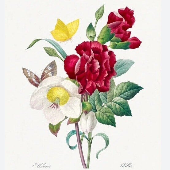ROCHE image for Redouté class - P J Redouté - Hellebore and Carnation_SQUARE