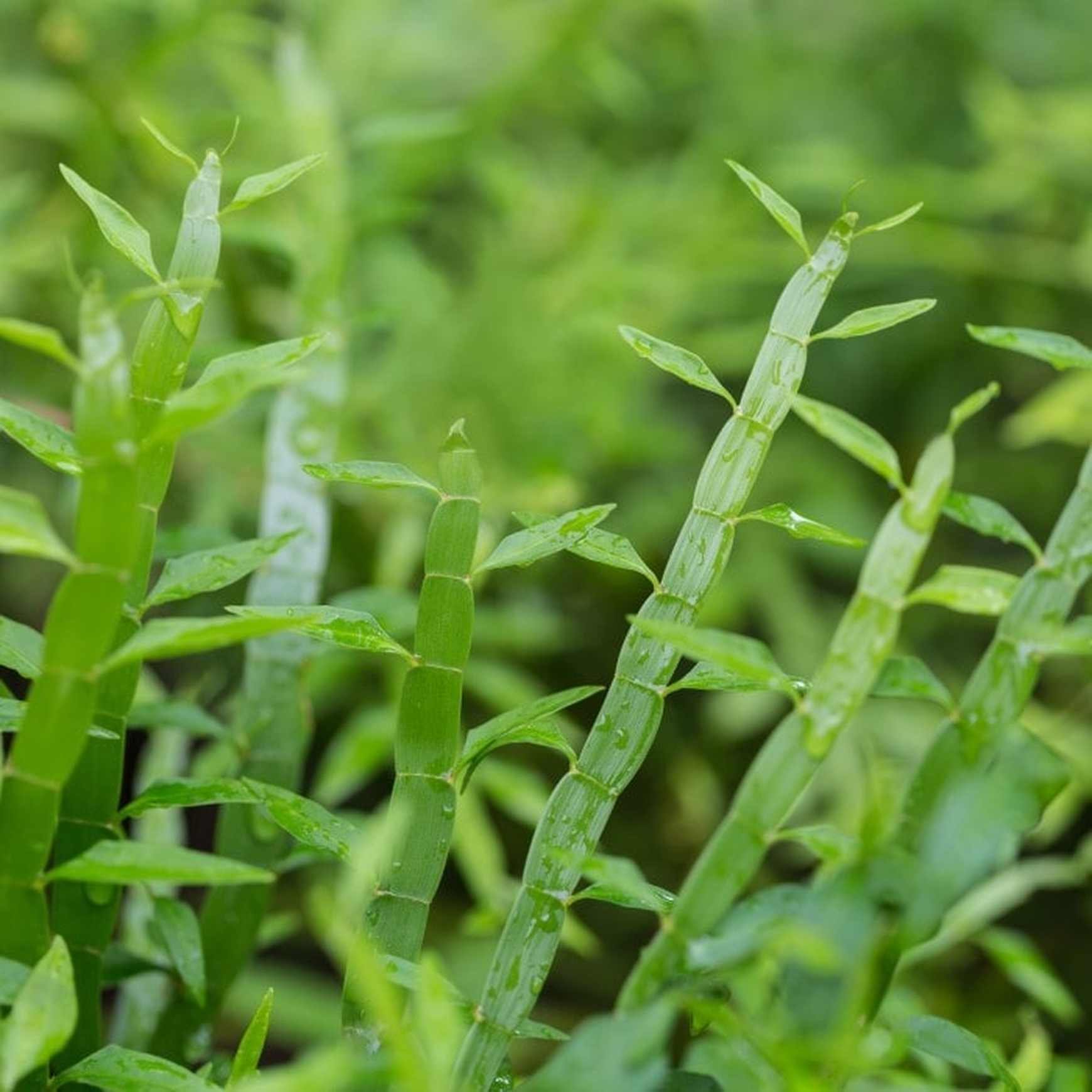 Ribbon-Bush-3