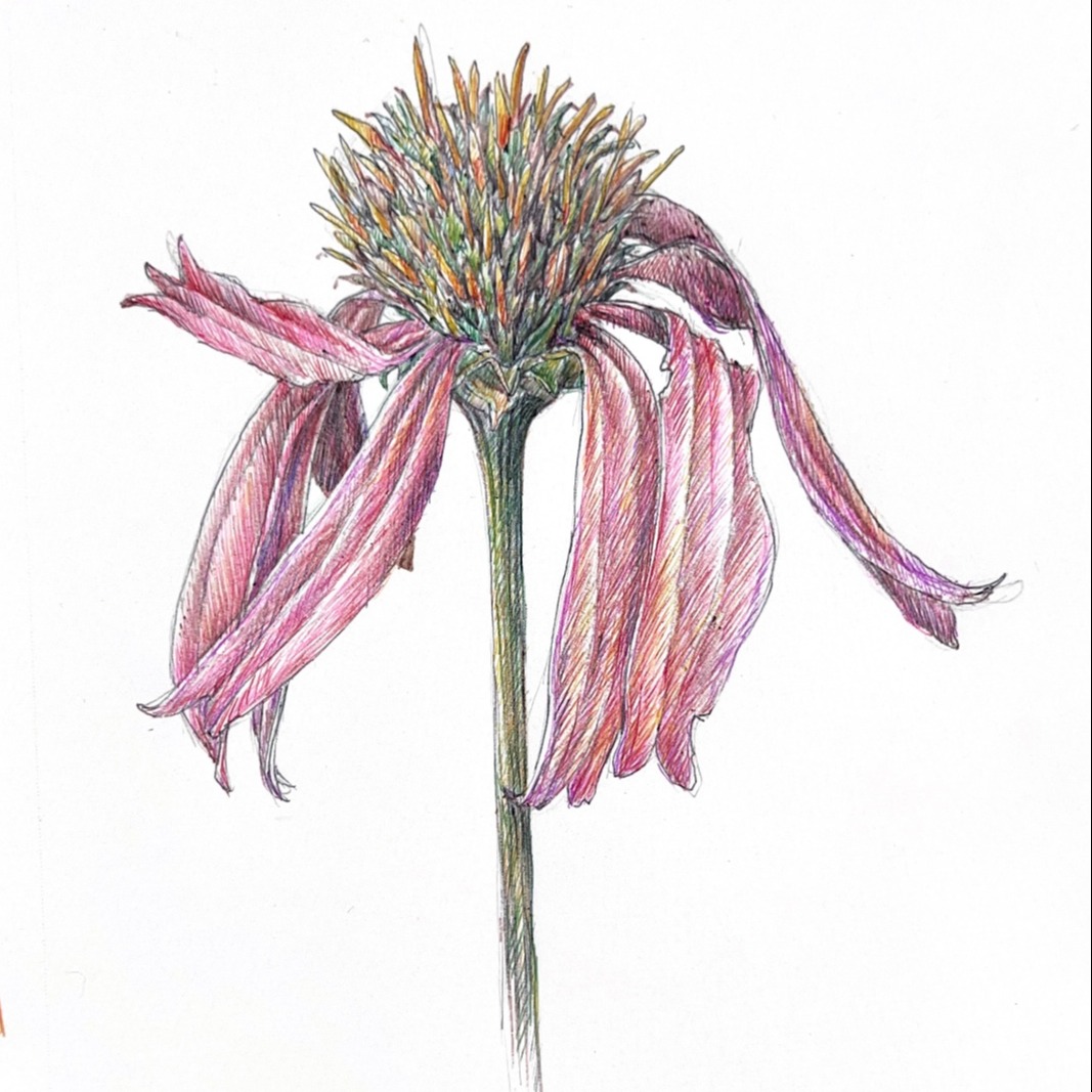 Roche Echinacea 72dpi for Techniques class