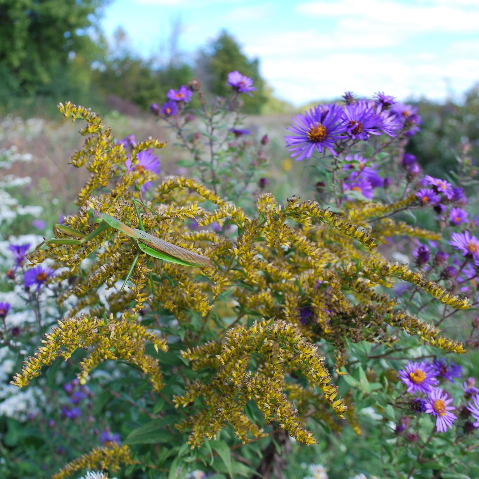 STOCK_Green European Mantis on Goldenrod in wildflower meadow_Native_SQUARE