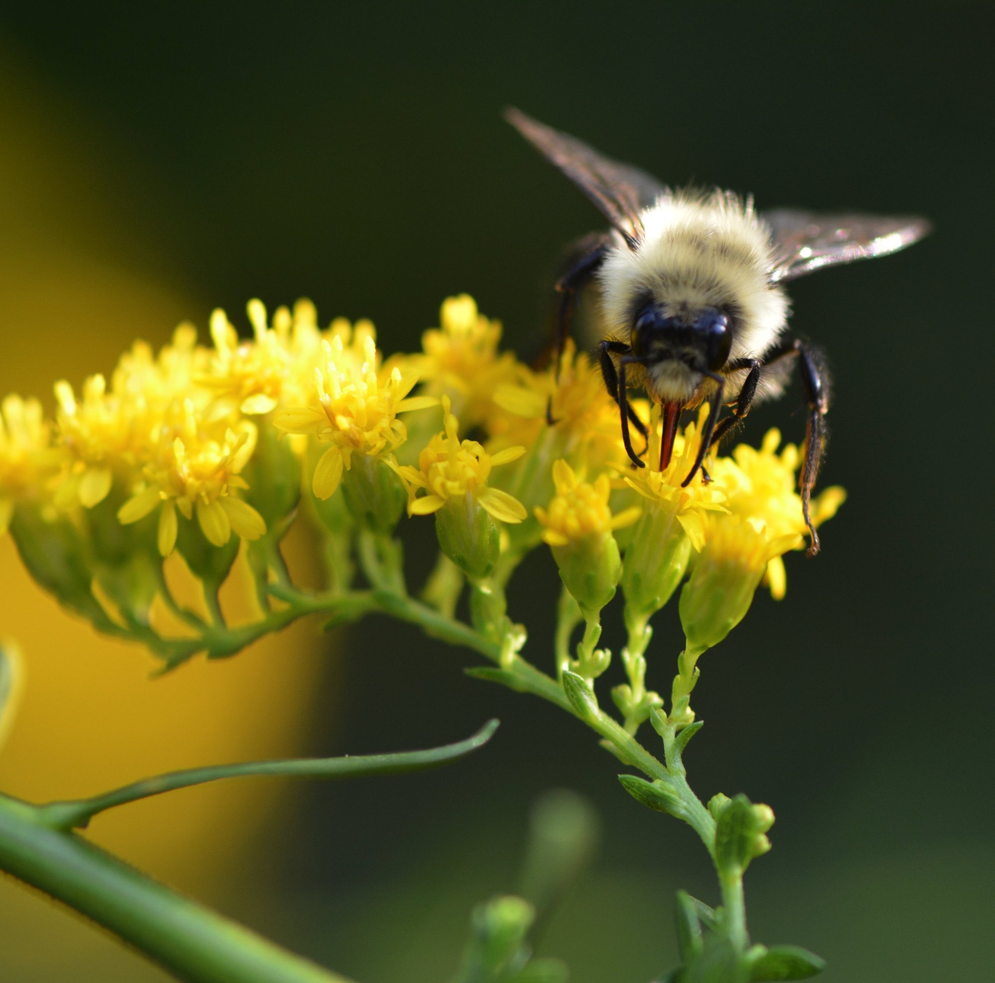 Solidago and bumble bee (1)Favorites__230418 Creating a Succession of Bloom in the Native Garden