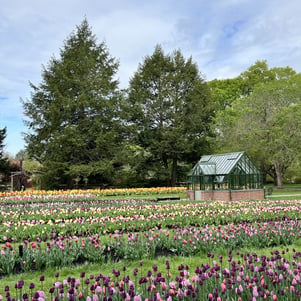 Tulip Mania square