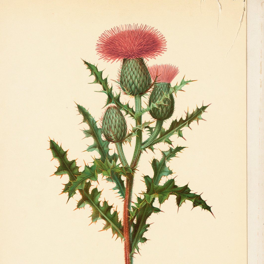 Botanical Prints Collection