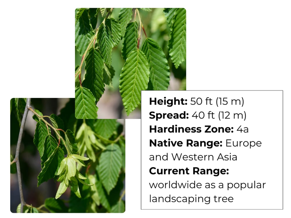 Weeping Hornbeam Stats