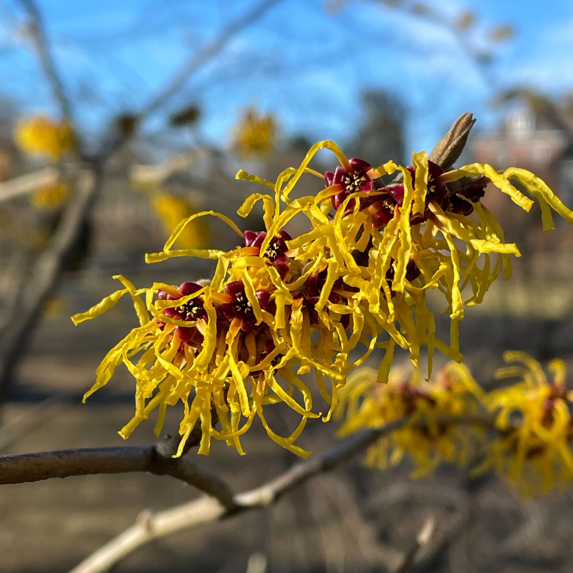 Witch Hazel_Collin Dobie Photo