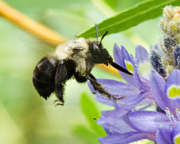 anthophora-abrupta-charles-schurch-lewallen