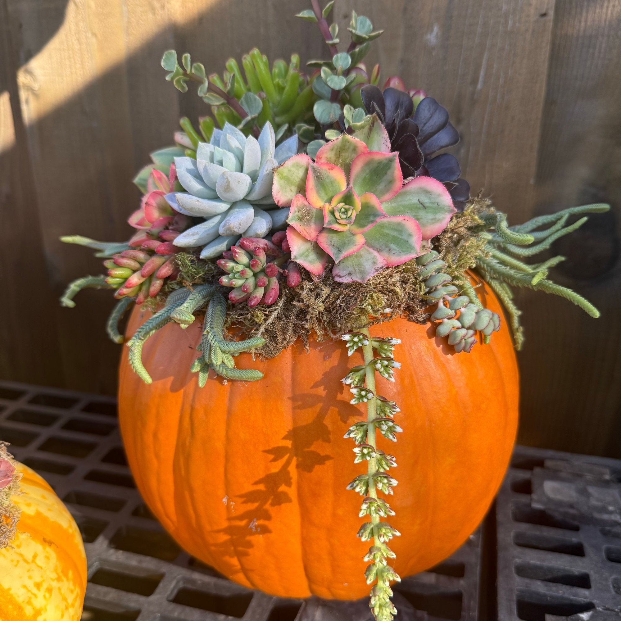 arrangement_pumpkin_succulents_stock_SQUARE