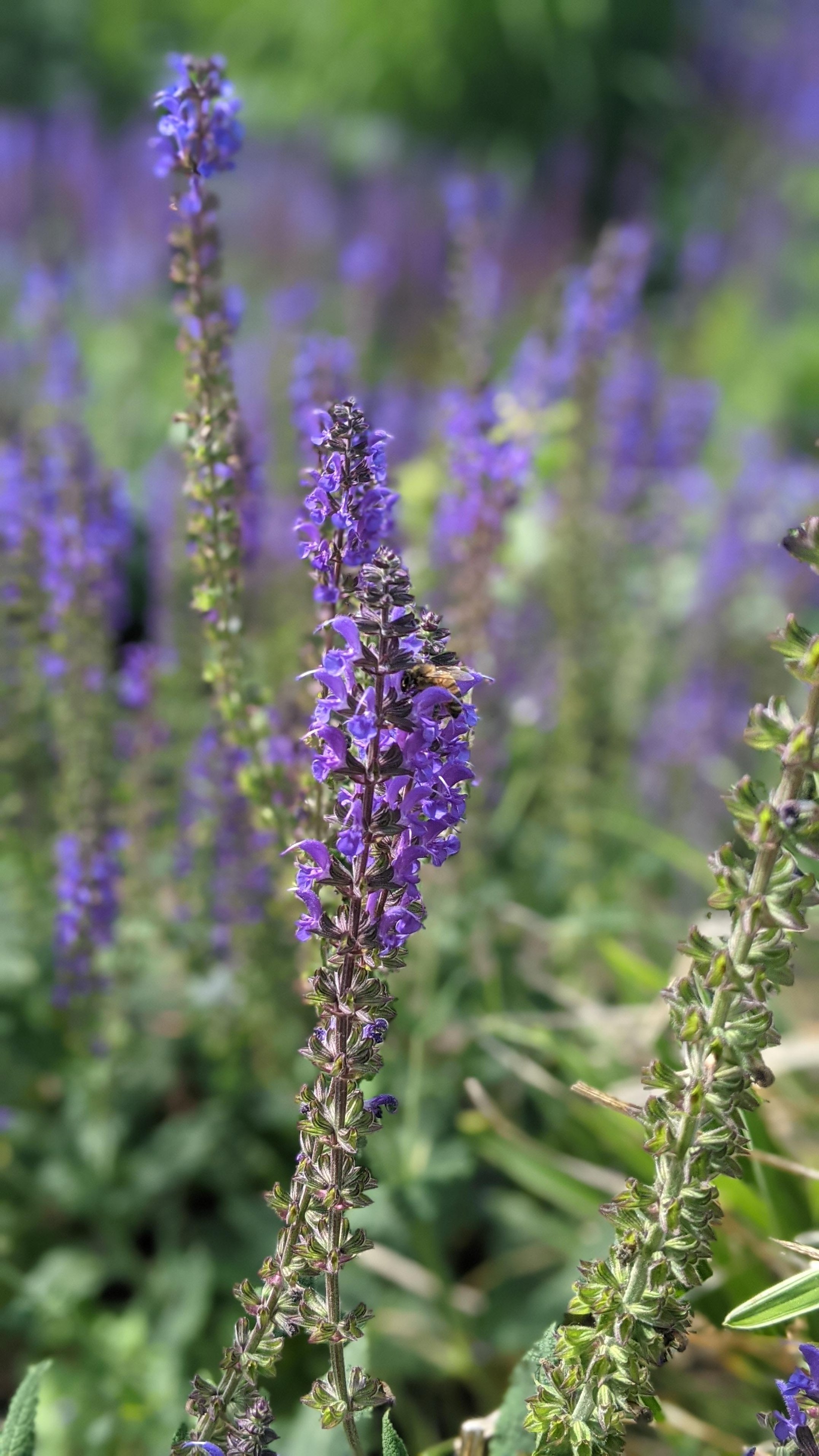 bee on salvia 2