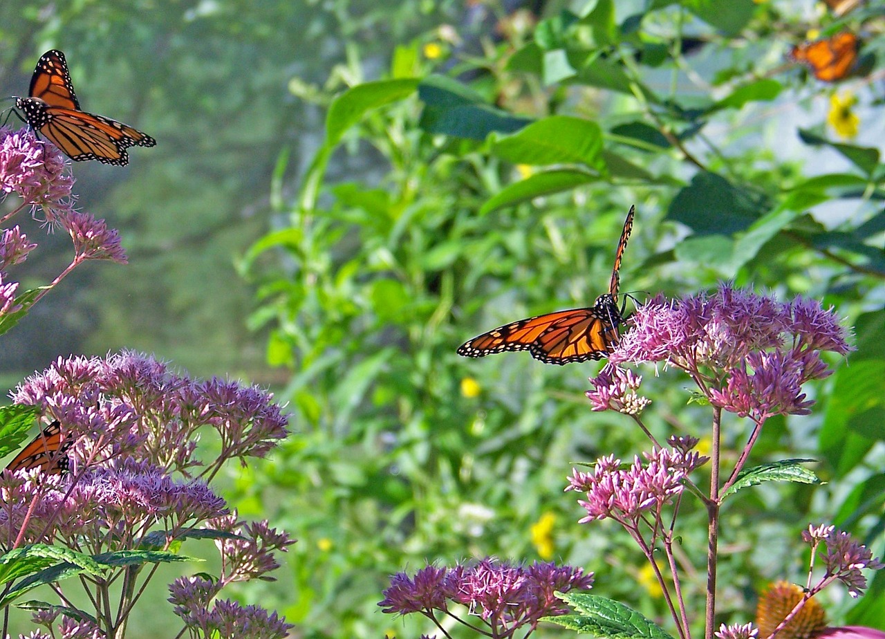 butterflies-18516_1280