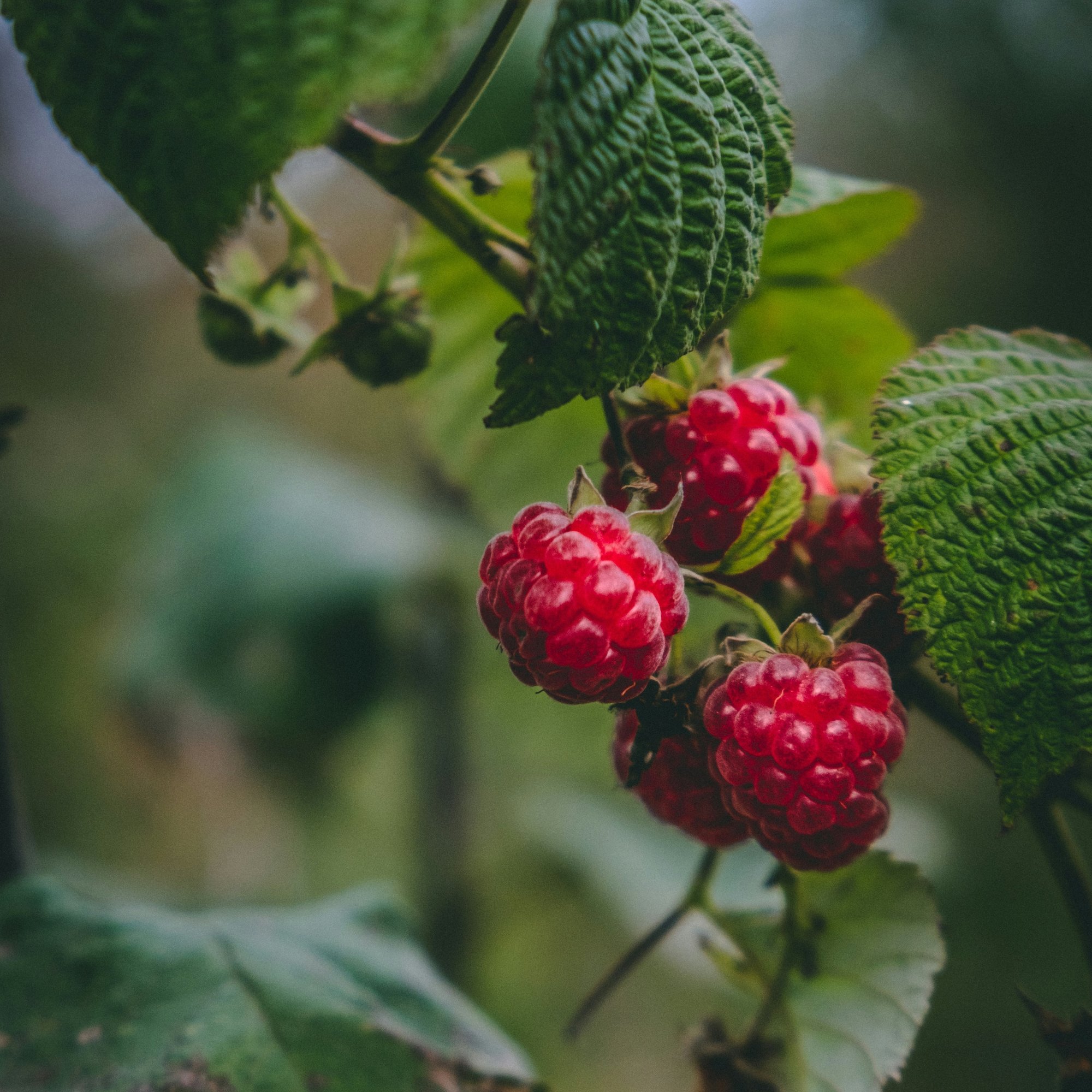 fruit raspberry berry stock_SQUARE