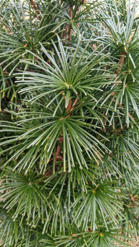 japanese umbrella pine (1)