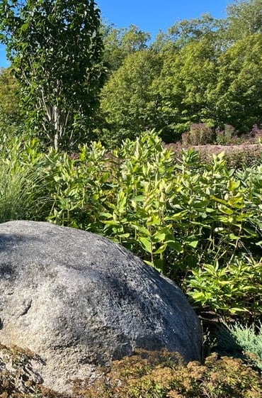milkweed1