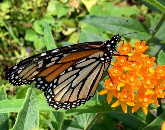 milkweed2