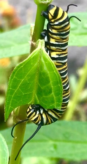 milkweed3