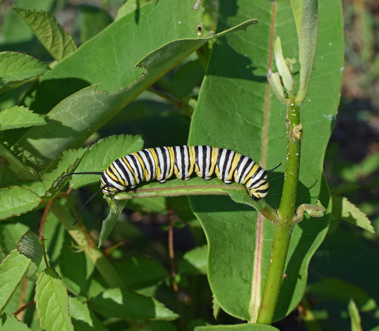 monarch-butterfly-caterpillar-2787009_1280