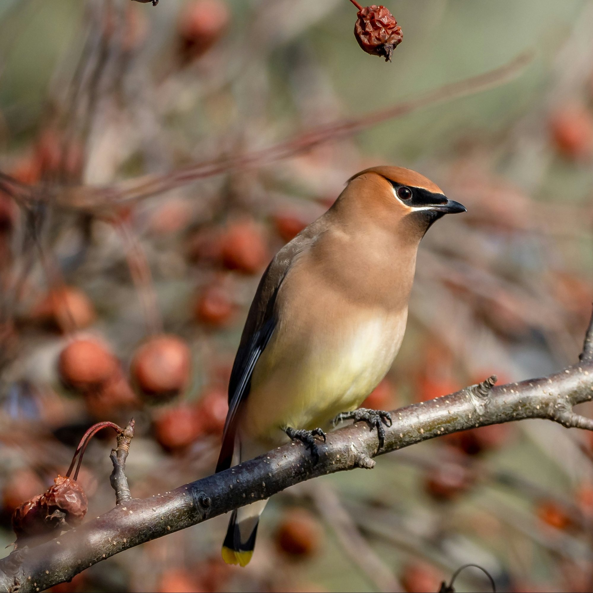 patrice-bouchard-Bird_Cedar Waxwing_ Winter-unsplash_ Stock_SQUARE