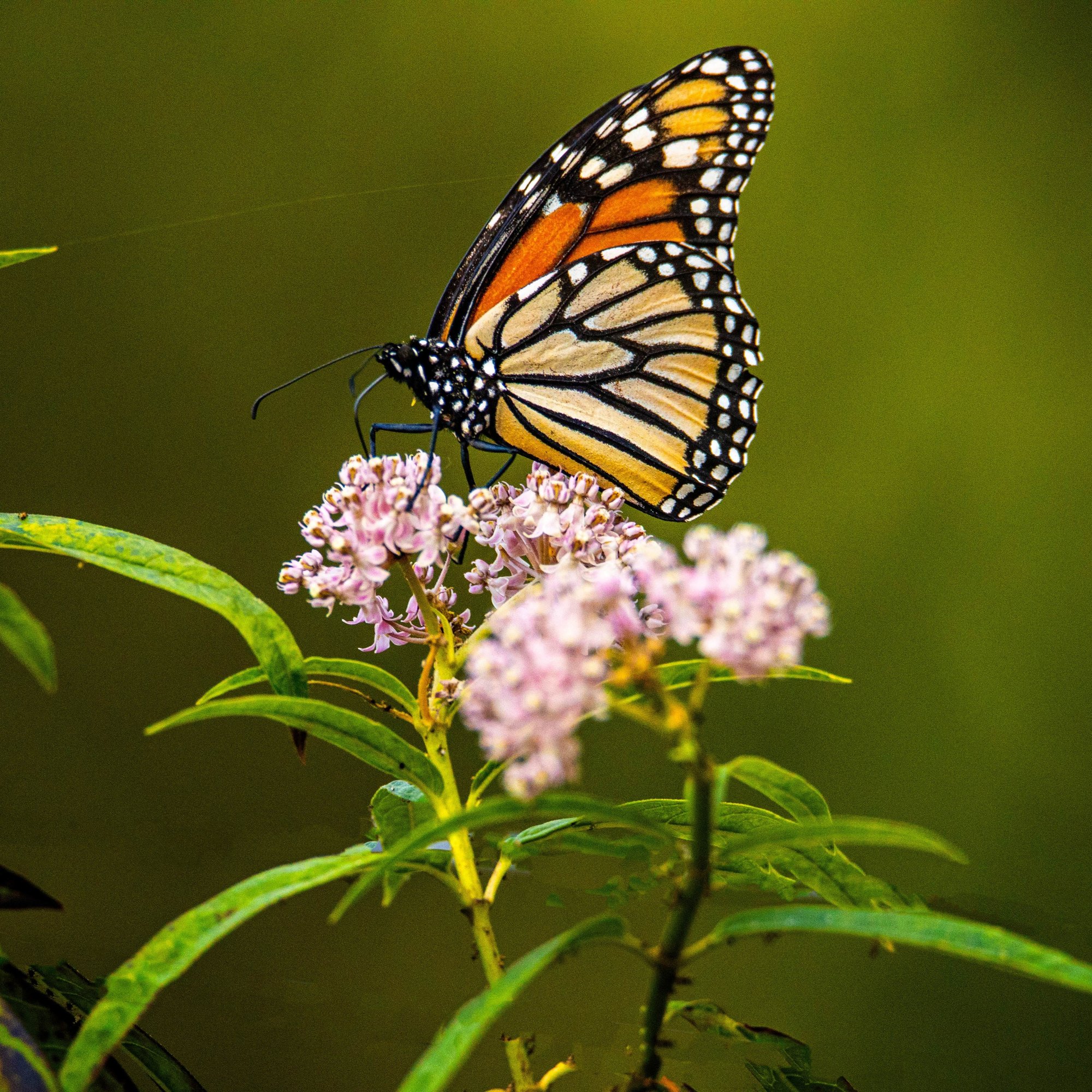 pexels-ron-bird-15309643