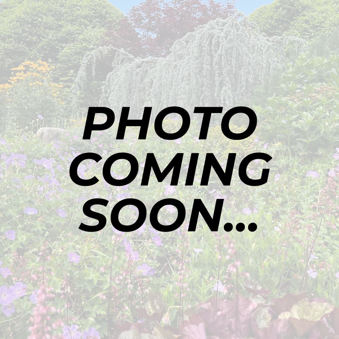 photo coming soon (1)