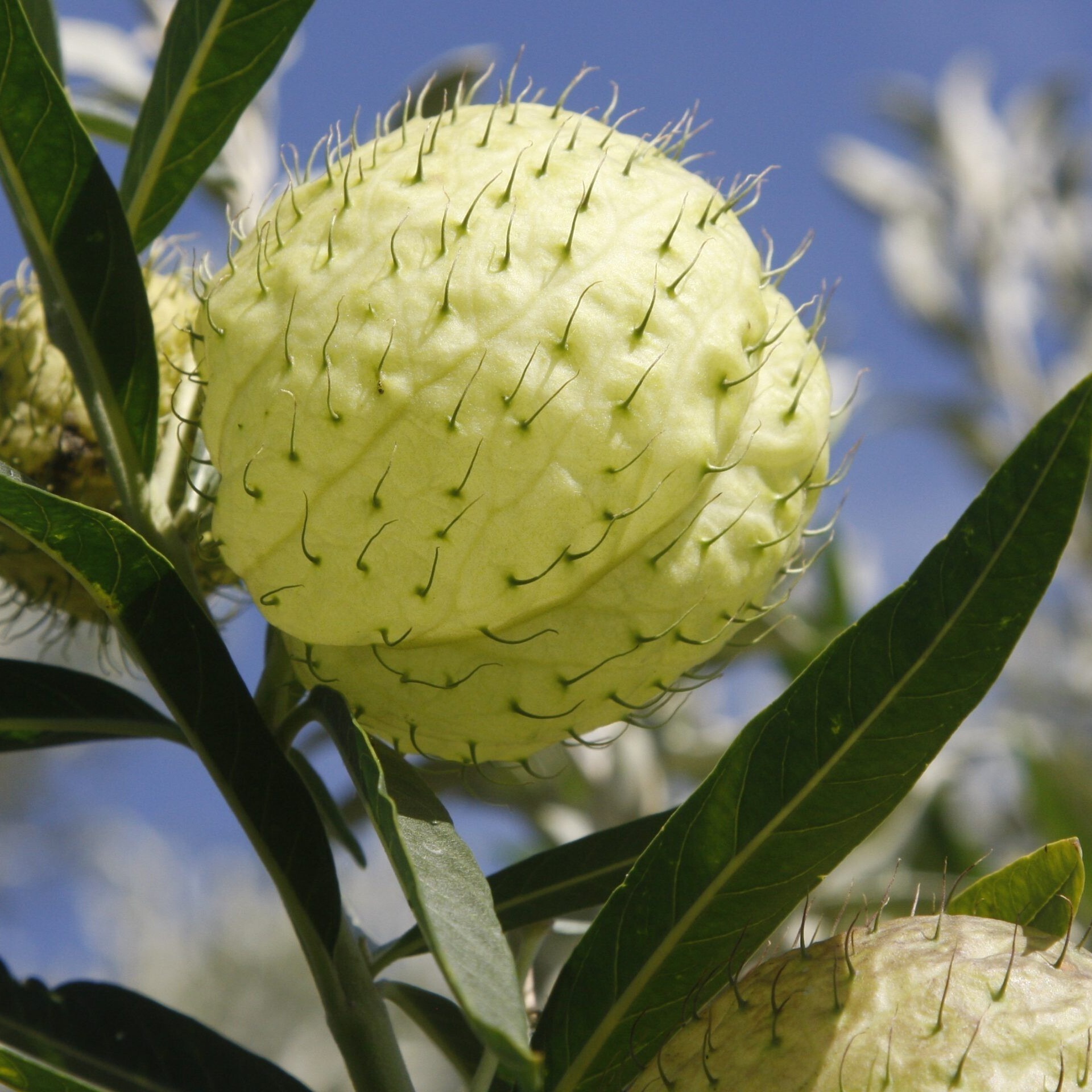 plantbook-co-za-gomphocarpus-physocarpus-scaled