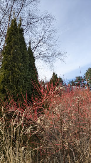 red twig dogwood (1)