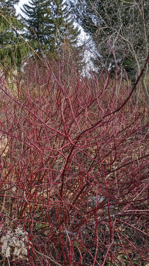 red twig dogwood (2)