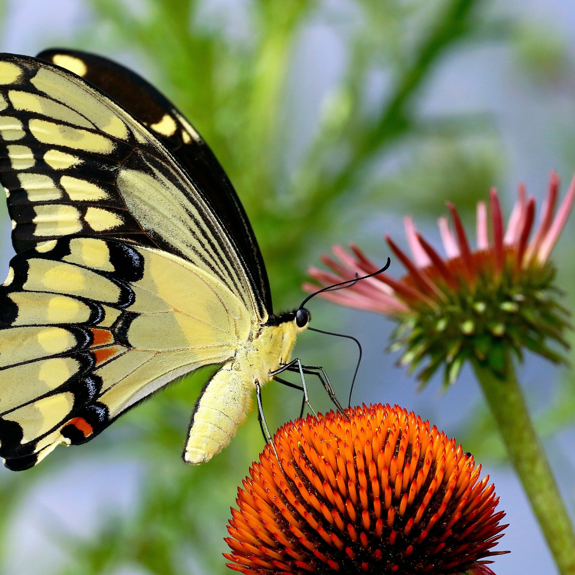 thomas-elliott-Giant swallowtail butterfly (Papilio cresphontes) _ecinacea_Stockw-unsplash_SQUARE