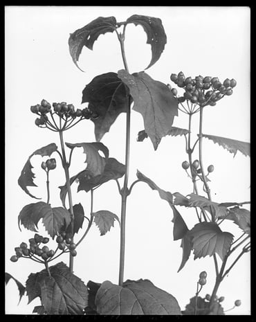 viburnum acerfolium berries. 1464.Lise