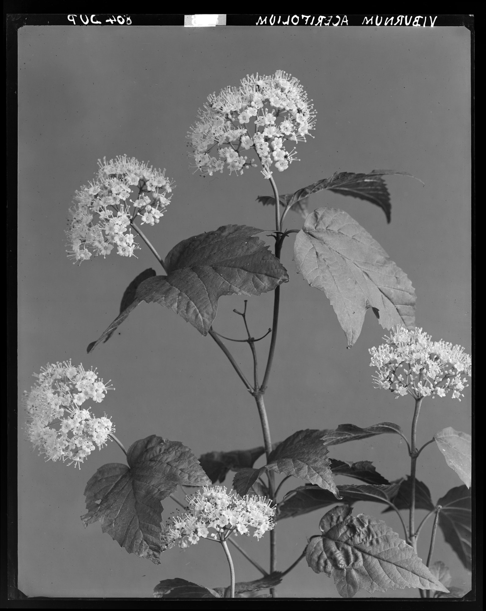 viburnum acerfolium. 1465.Lise