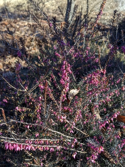 Stunning Winter-Flowering Plants to Brighten Up the Colder Months