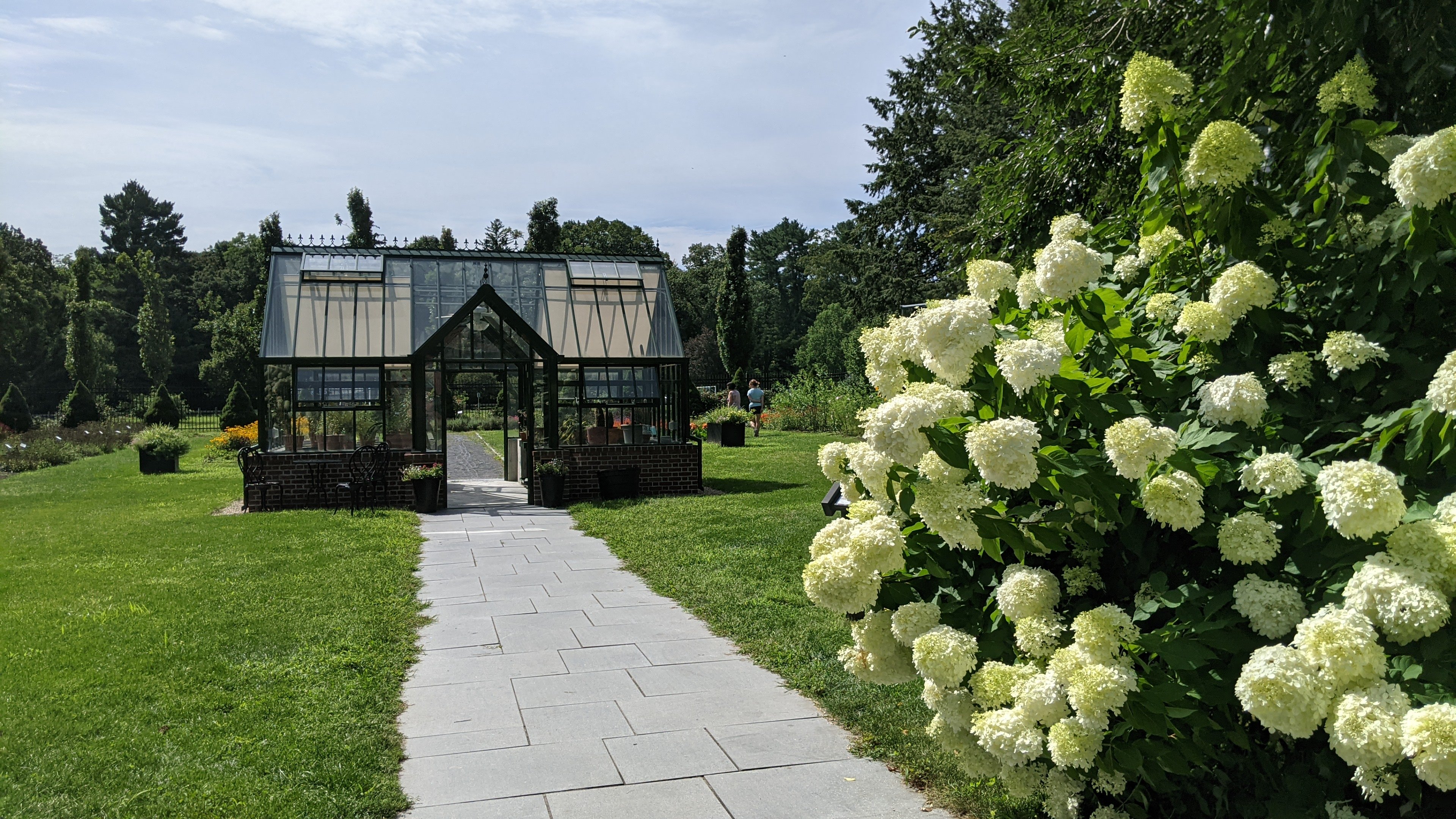 Greenhouse with Hydrangea