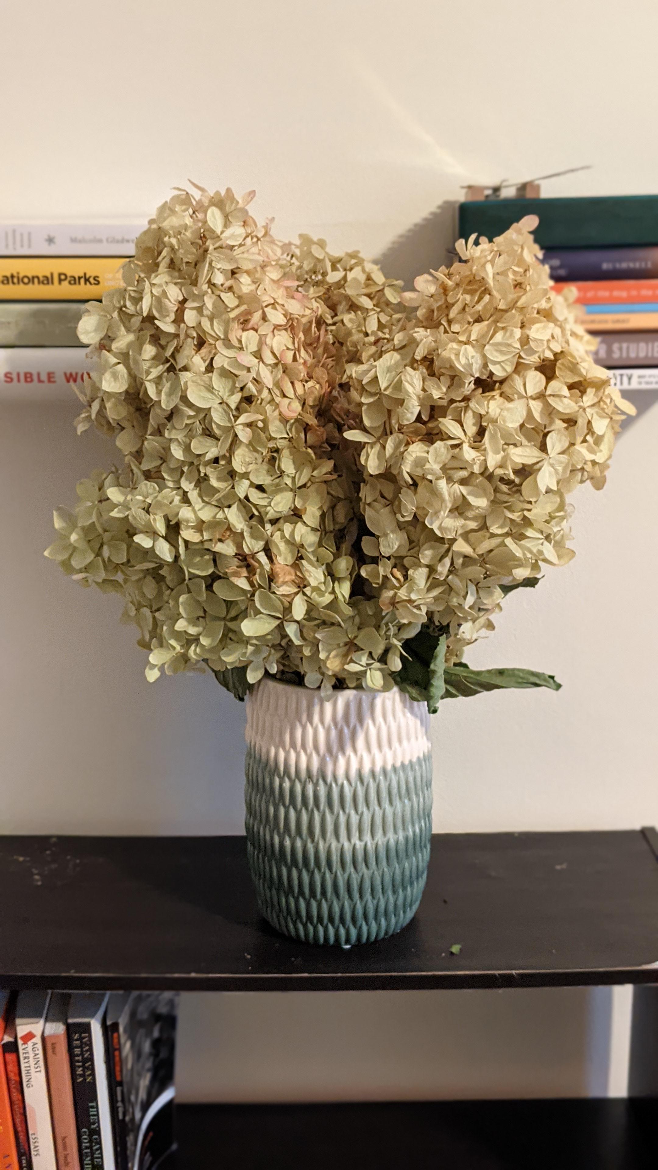 Hydrangea in Rose White, Preserved Hydrangeas, Preserved Flowers