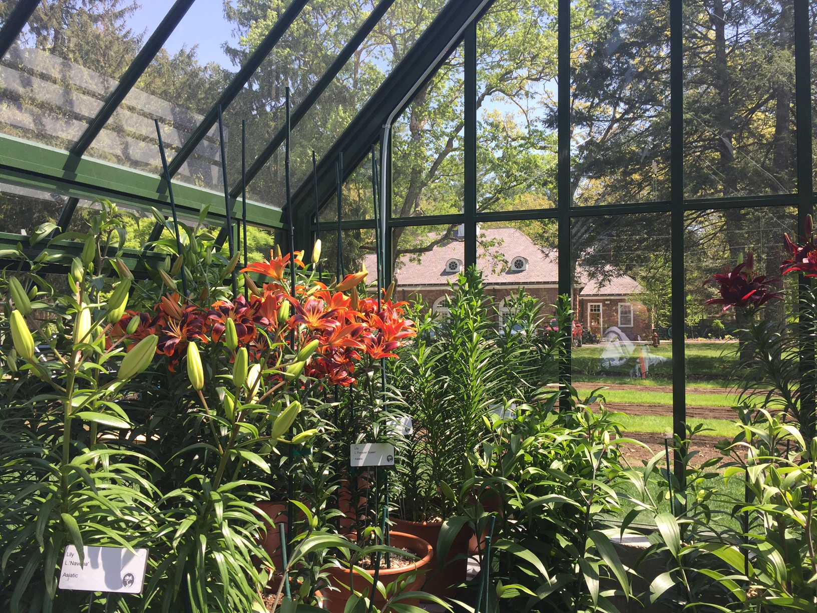 Lilly-HunnewellIMG_3926