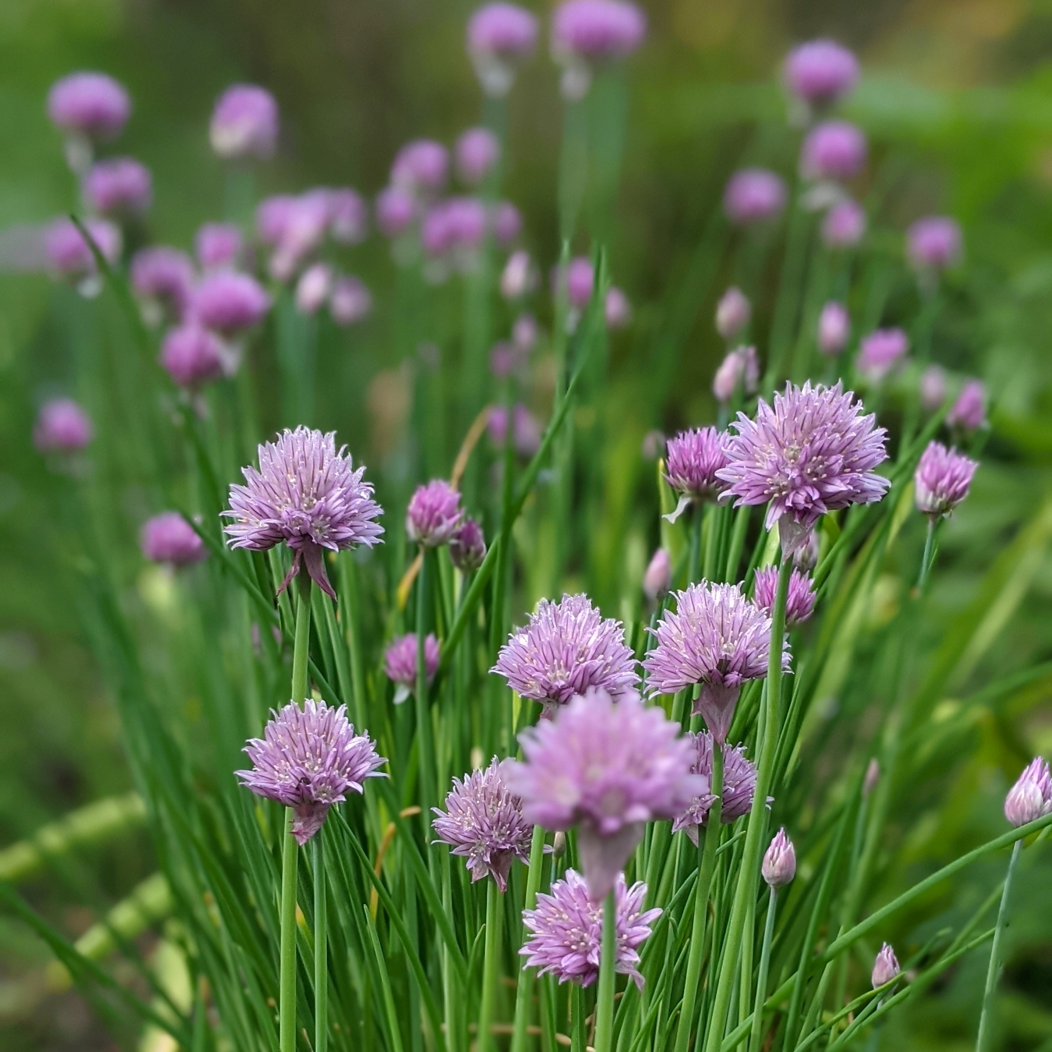 chives (3)