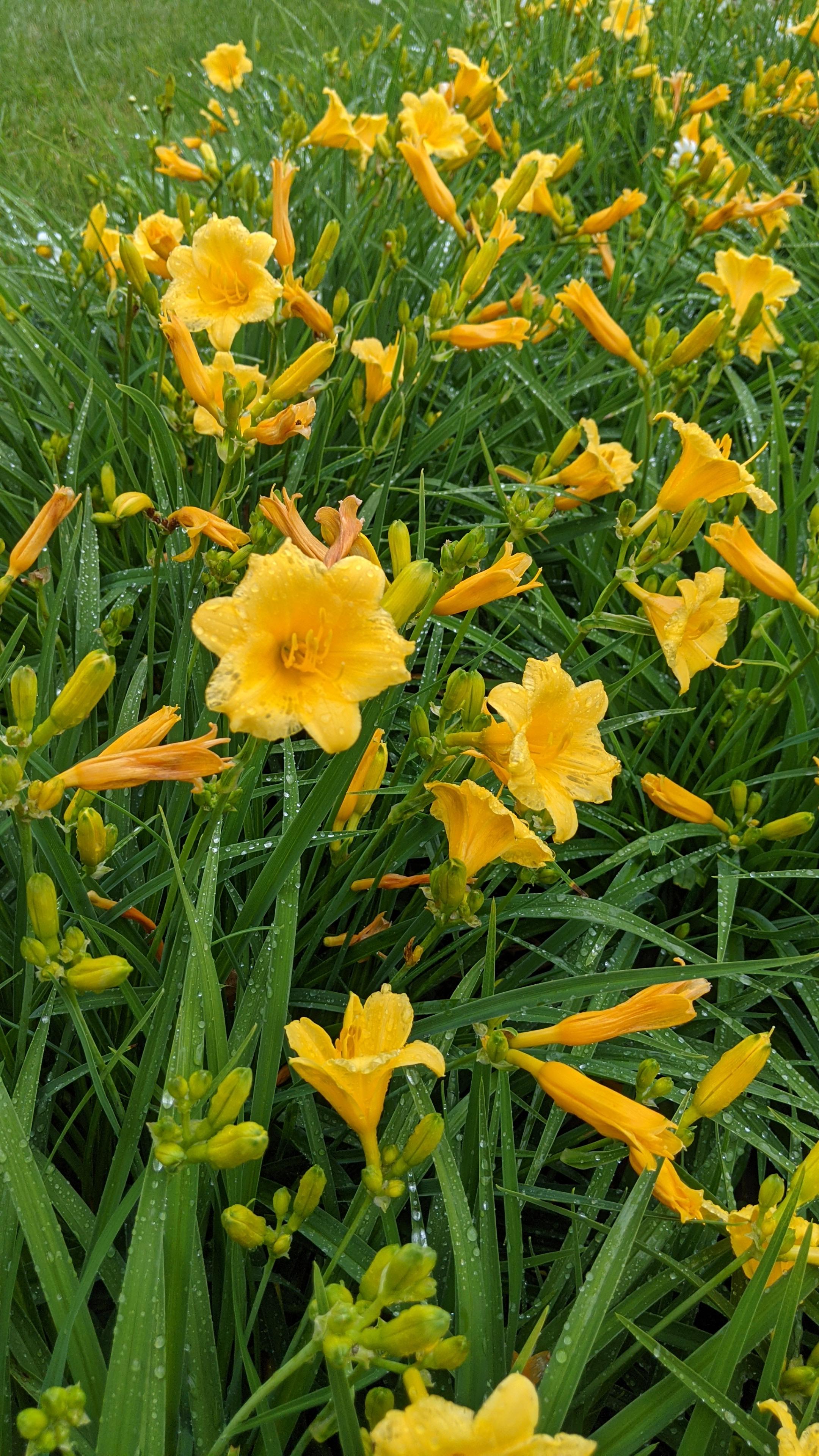 daylily (2)