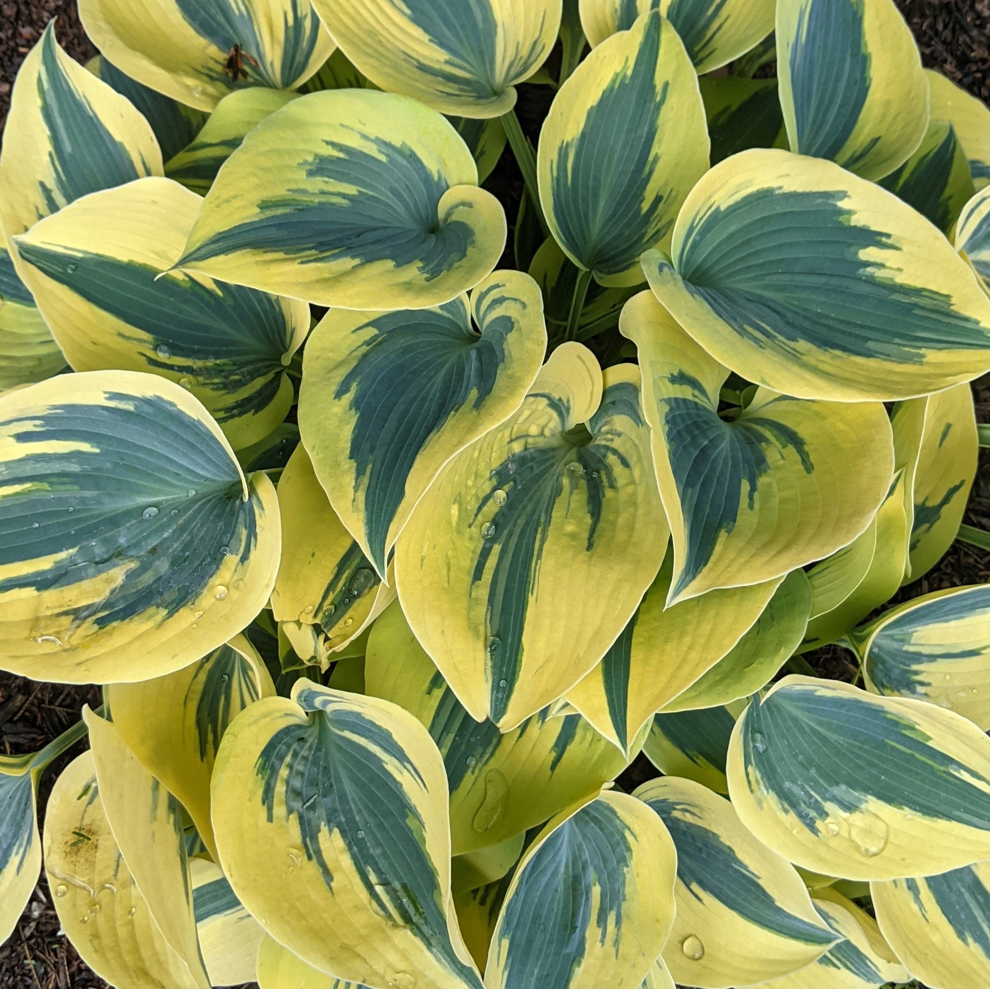 hosta (2)