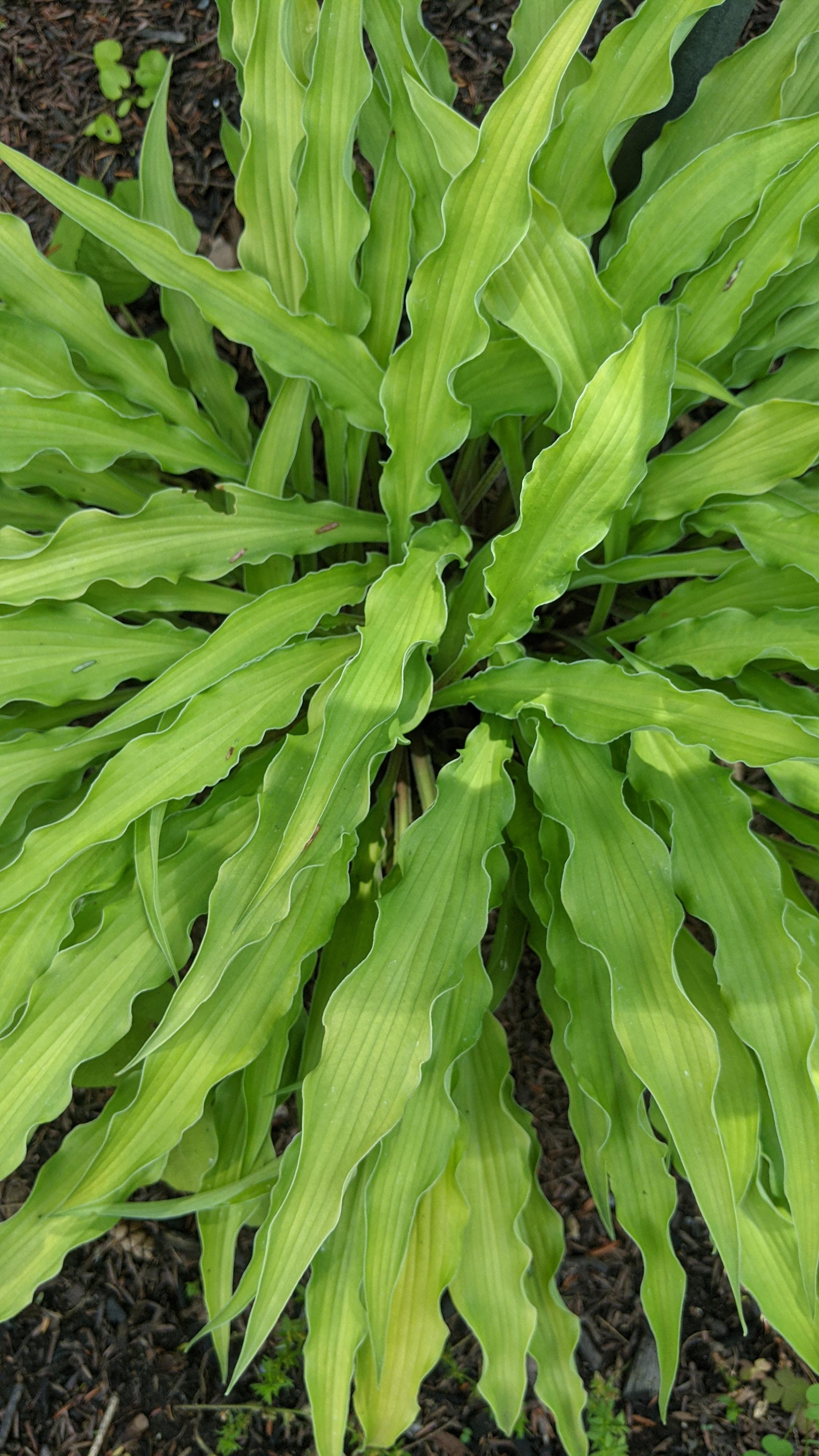 hosta (27)